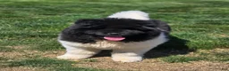 Akita dogs for sale: JoJo - Ad 2