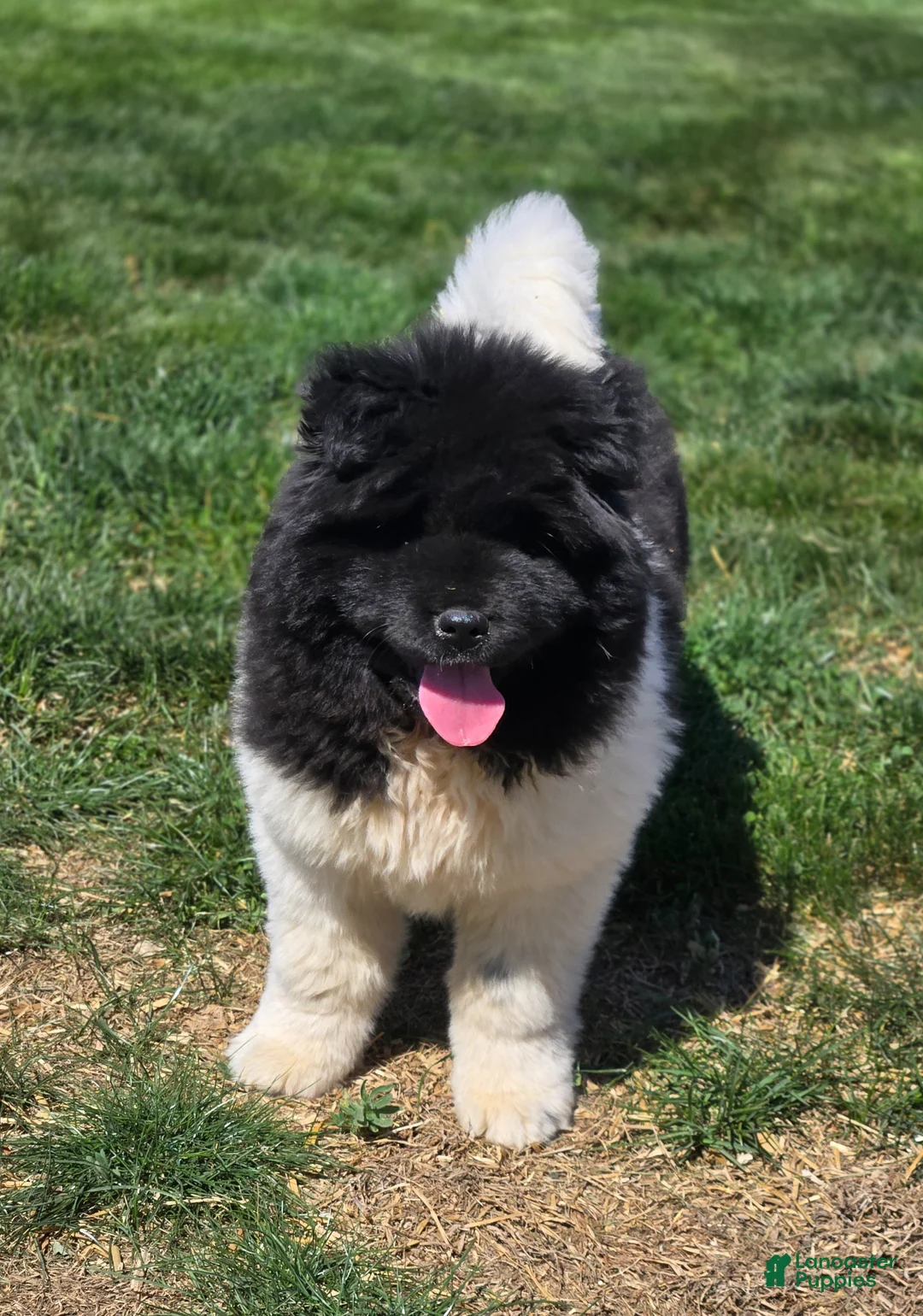 Akita dogs for sale: JoJo - Ad 2