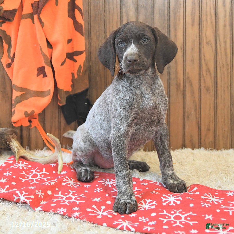 German Shorthaired Pointer dogs Dixie - Ad 15