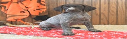 German Shorthaired Pointer dogs for sale: Dixie - Ad 1