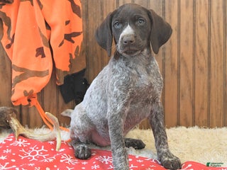German Shorthaired Pointer dogs Dixie - Ad 15
