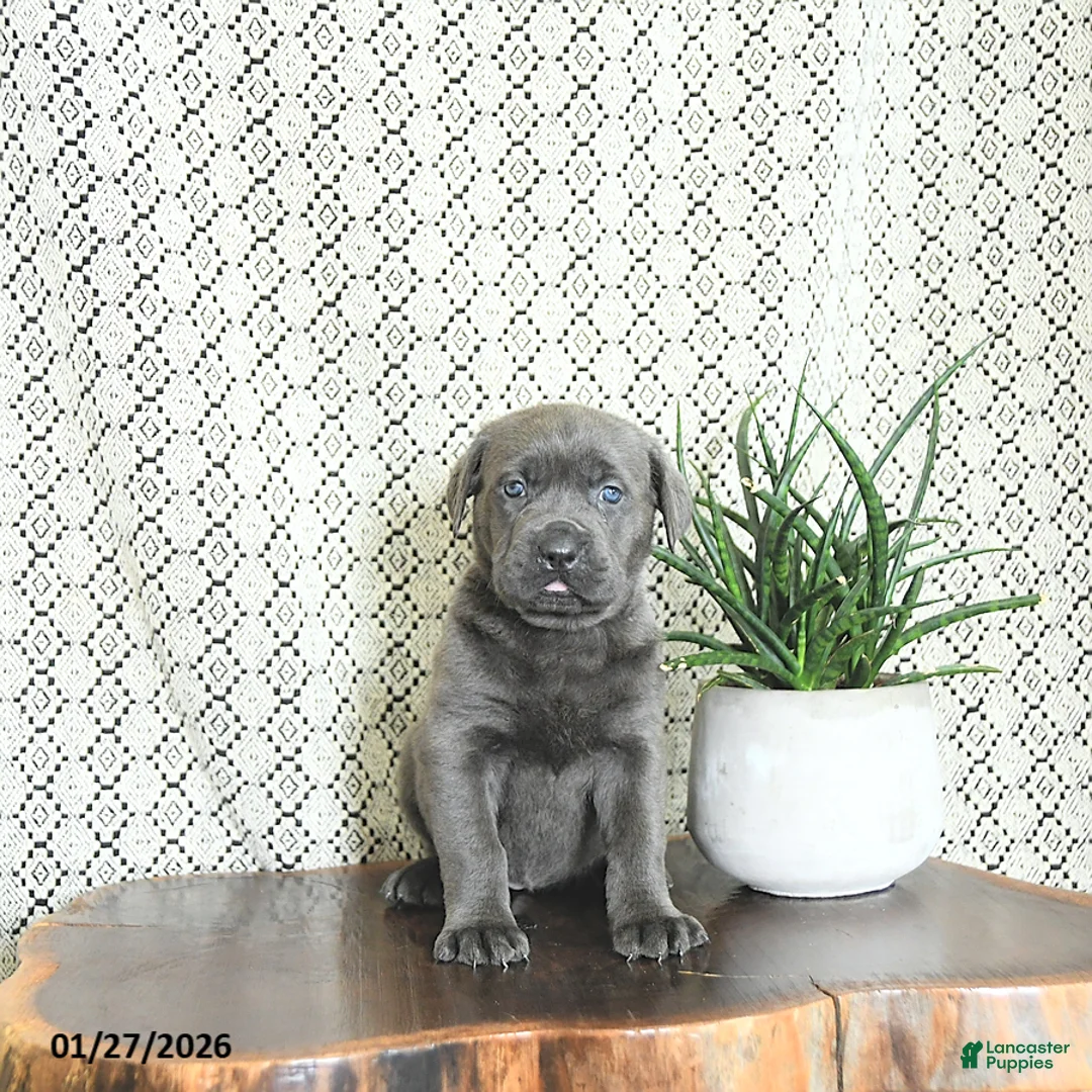 Cane Corso dogs for sale: Bella   - Ad 1