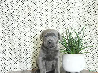 Cane Corso dogs Bella - Ad 9