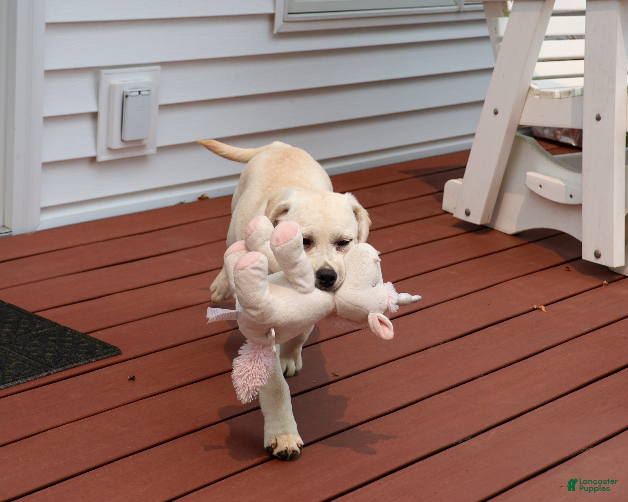 Labrador Retriever dogs Silvermist  - Ad 10