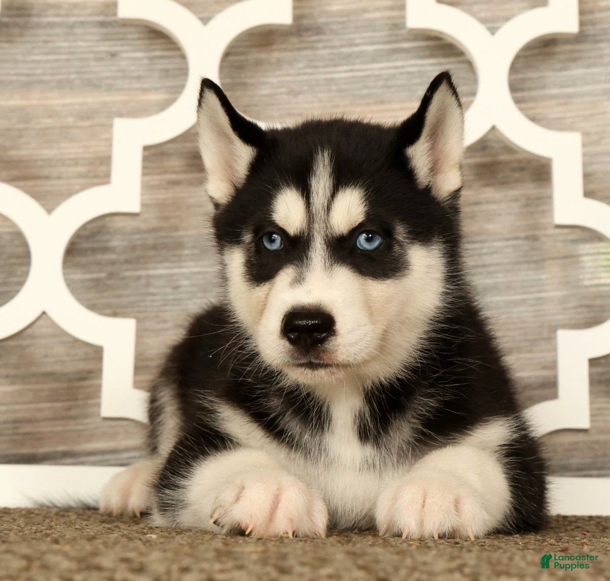 Siberian Husky dogs Theodore - Ad 1