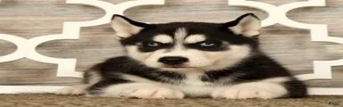 Theodore