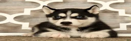 Siberian Husky dogs for sale: Theodore - Ad 1