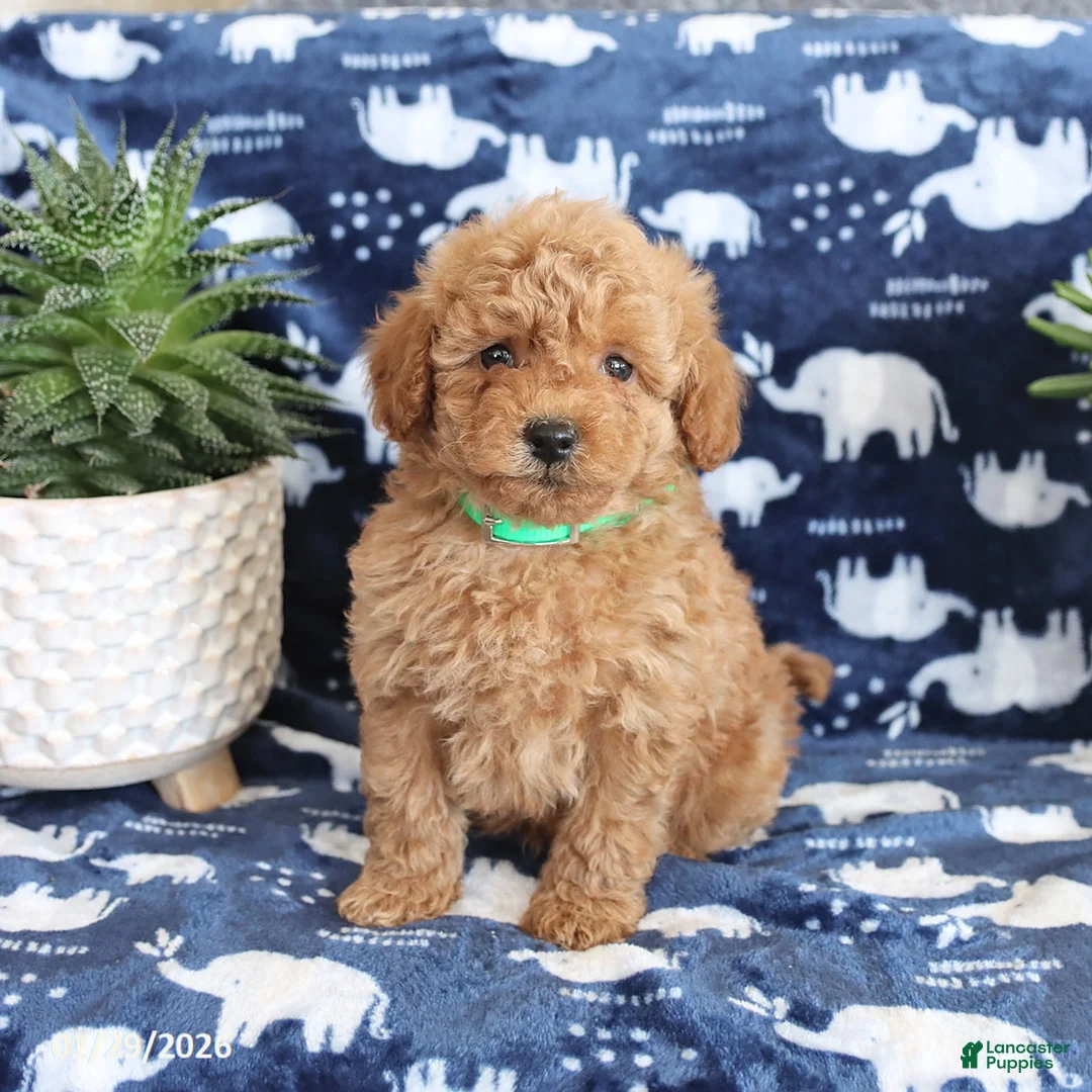 Miniature Poodle dogs for sale: Nelson - Ad 1