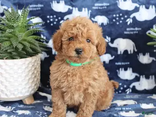 Miniature Poodle dogs Nelson - Ad 3