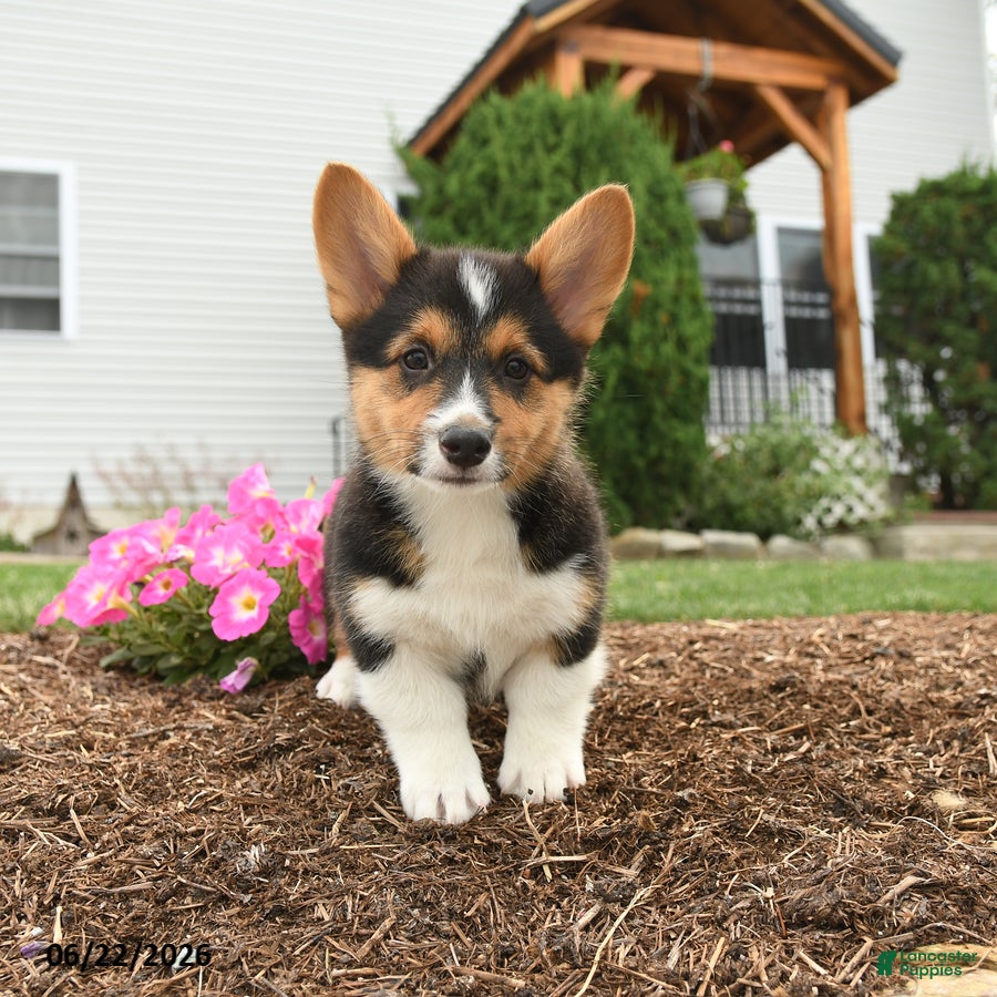 Welsh Corgi Pembroke dogs Pirate - Ad 1
