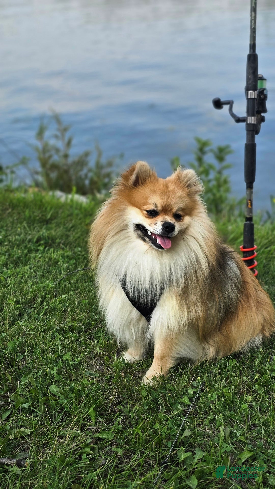 Pomeranian dogs for sale: Pomeranian Puppy 2 - Ad 5