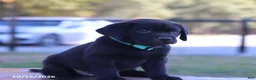 Labrador Retriever dogs for sale: Crystal - Ad 4