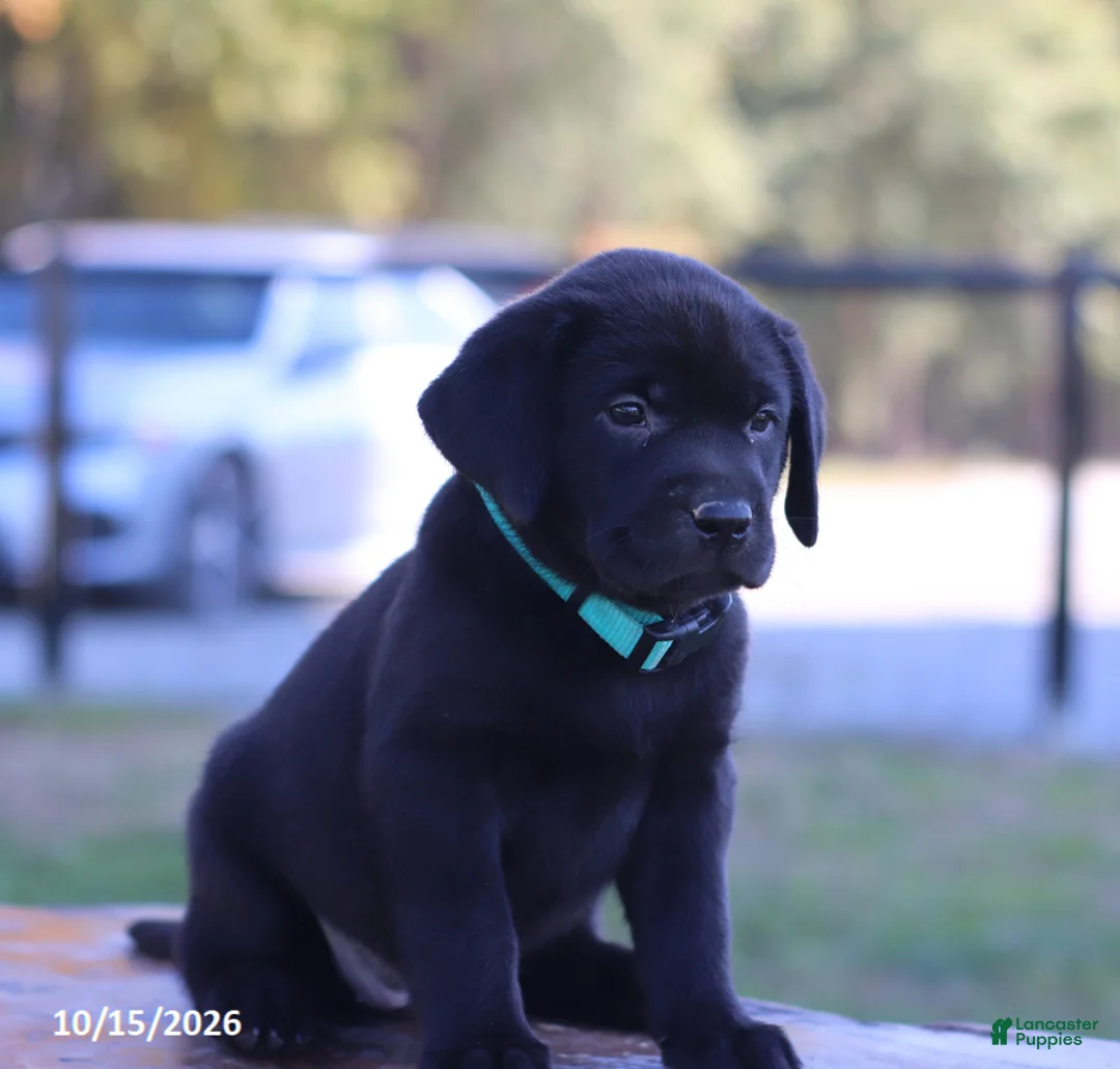 Labrador Retriever dogs for sale: Crystal - Ad 4