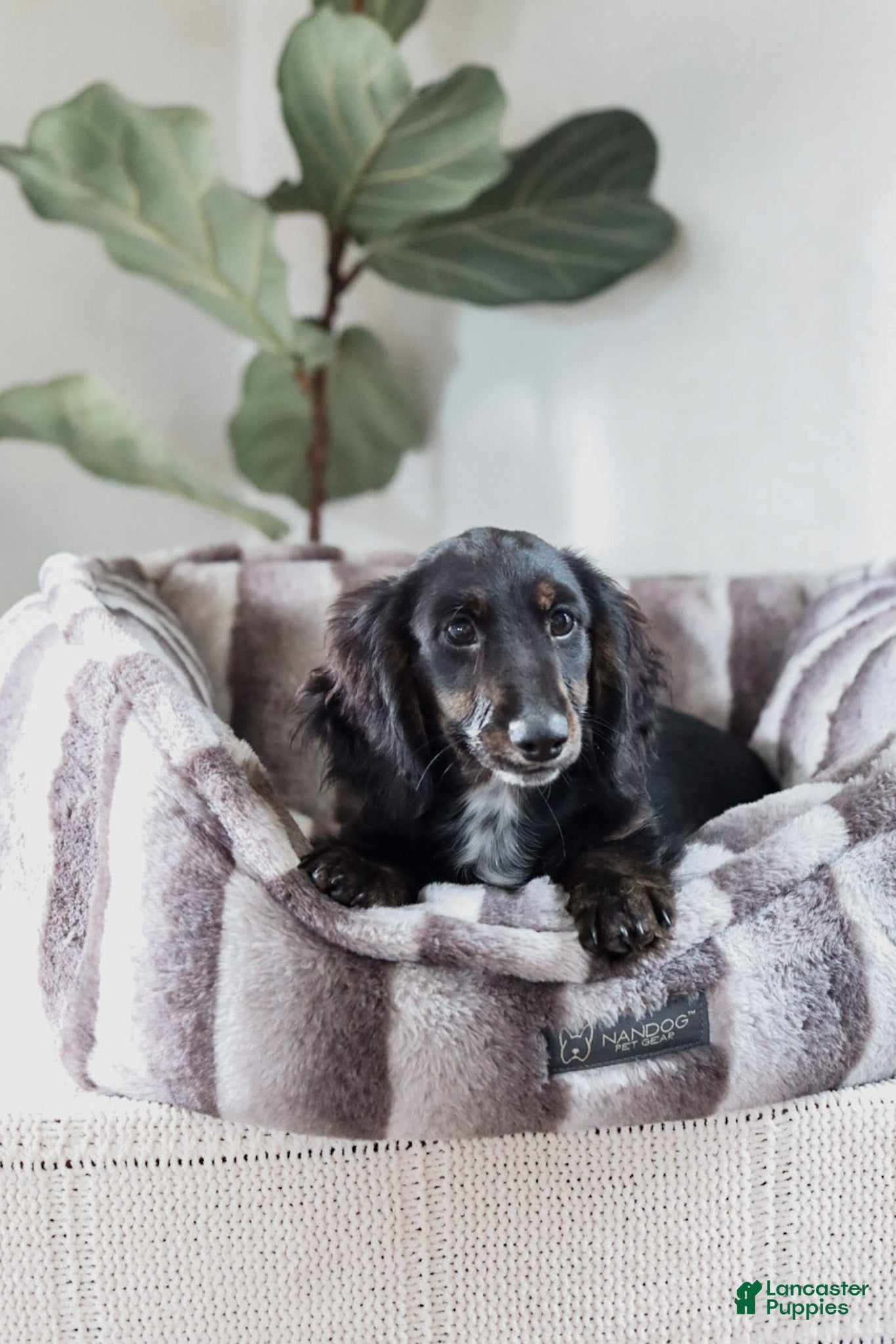 Miniature Dachshund dogs Andre - Ad 2