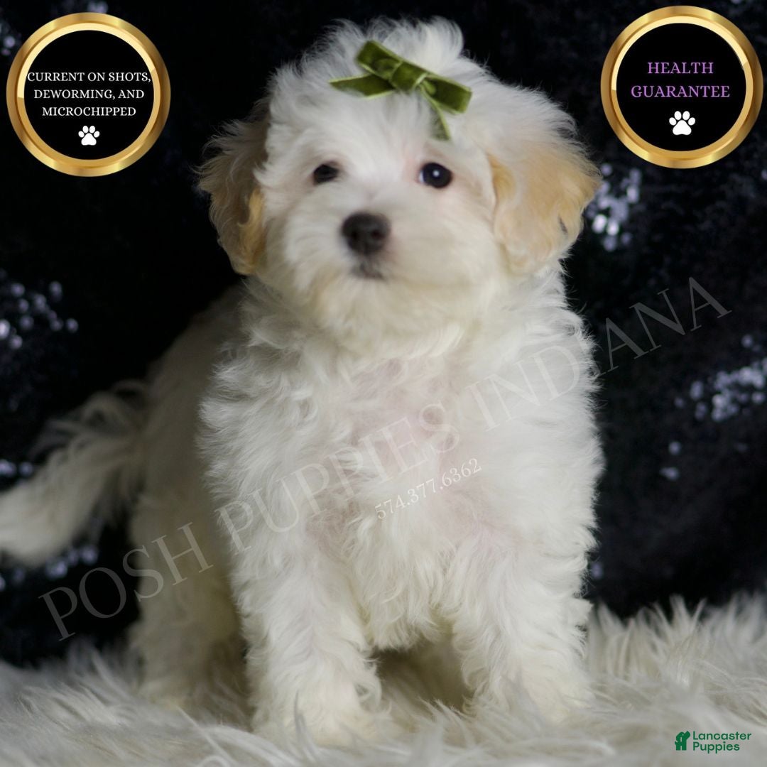 Maltipoo dogs Chunky - Ad 32