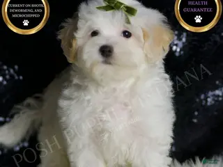 Maltipoo dogs Chunky - Ad 32