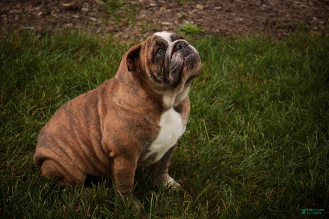 English Bulldog dogs for sale: Delsie English Bulldog leash trained and crate trained - Ad 2