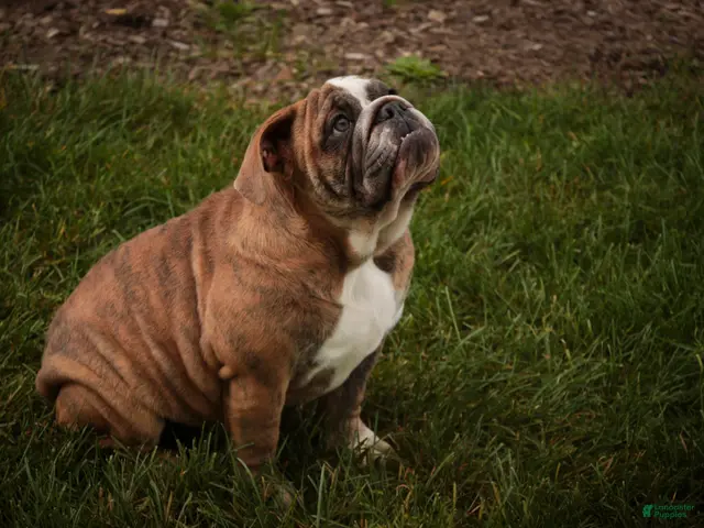 English Bulldog dogs for sale: Delsie English Bulldog leash trained and crate trained - Ad 2