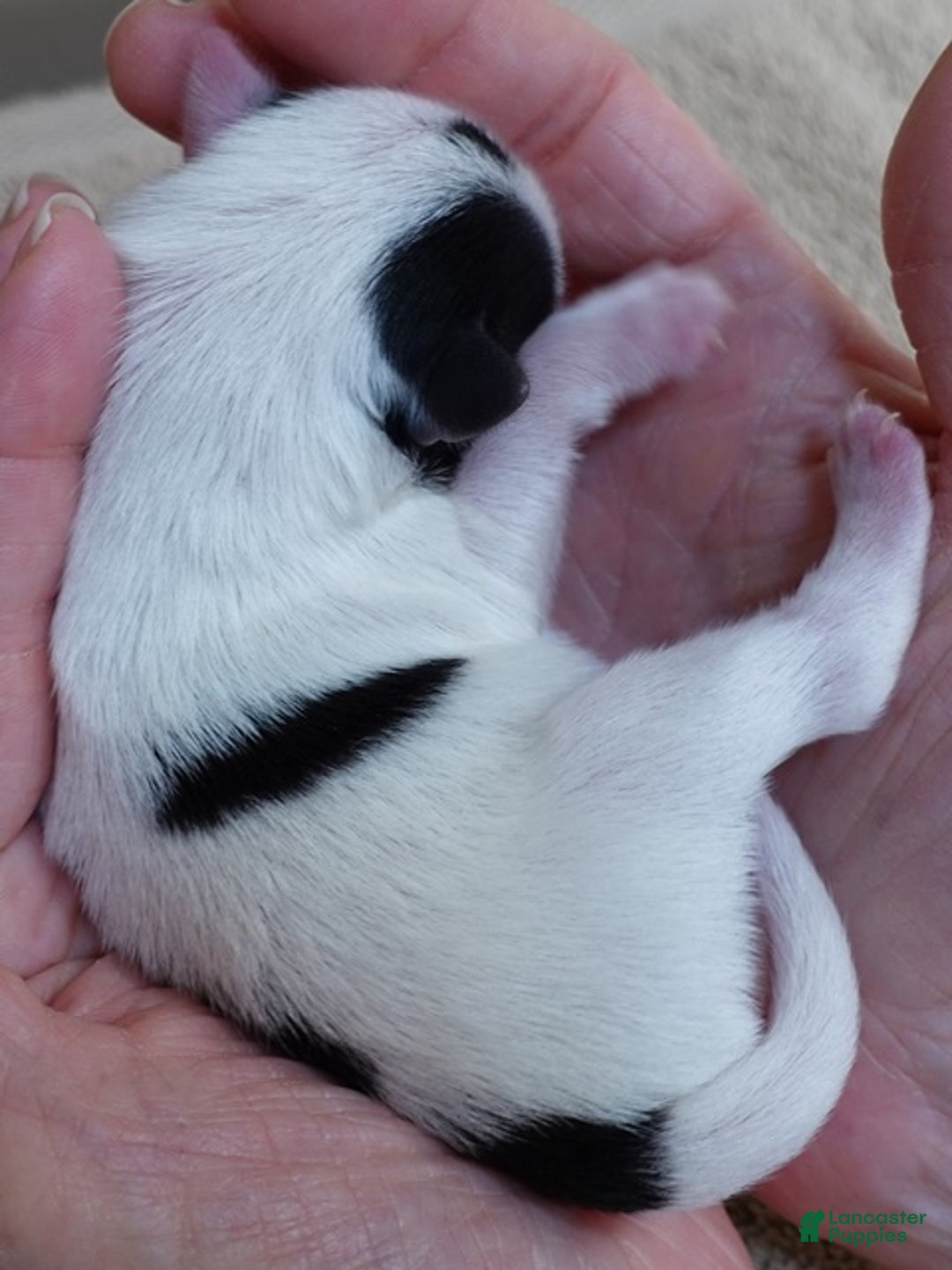 Yorkshire Terrier dogs for sale: Kiko girl - Ad 11