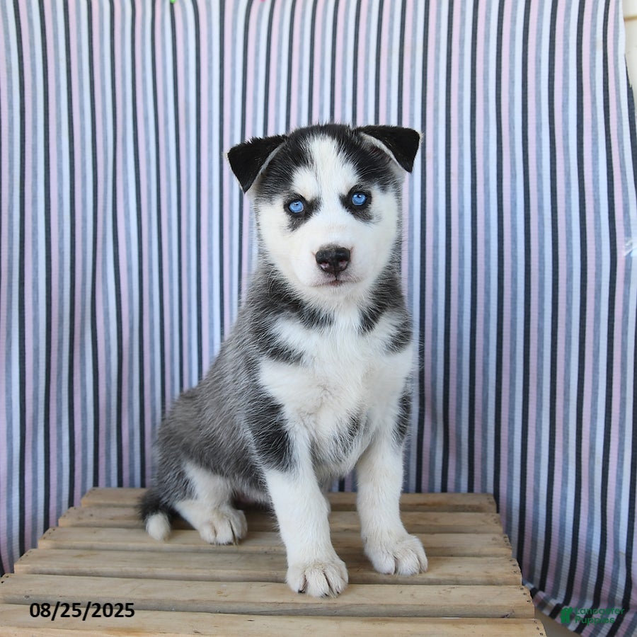 Husky Mix Black And White Husky With Blue Eyes For Sale Blue Eyes