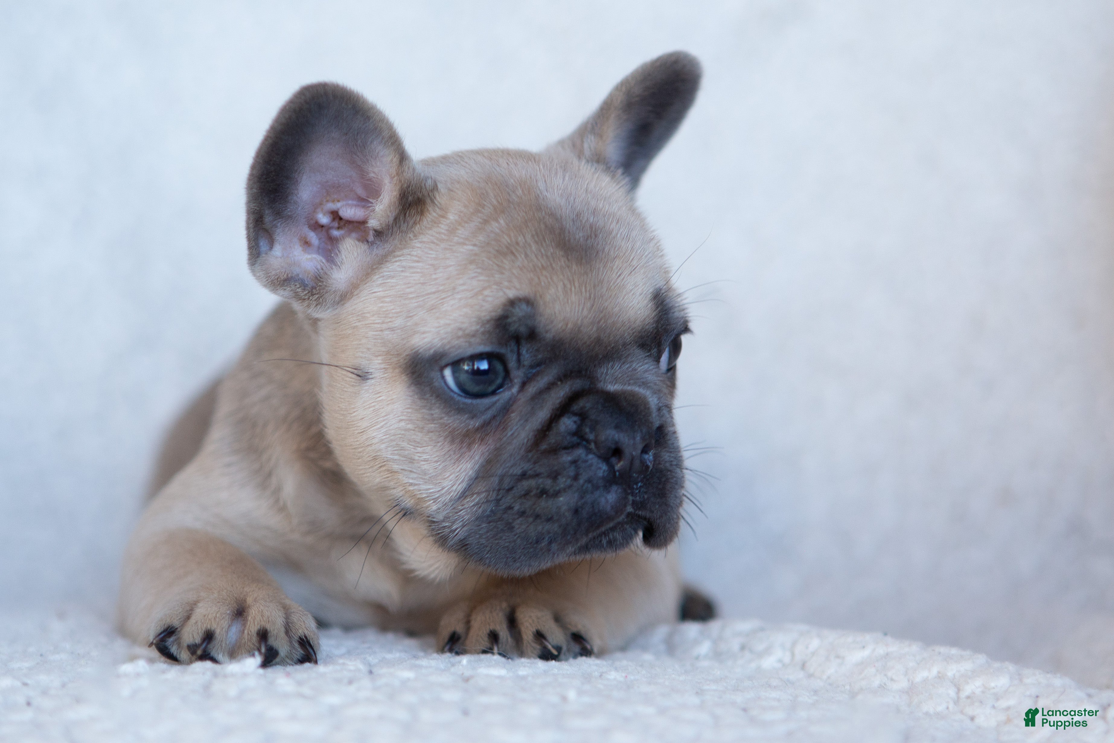 French Bulldog dogs Penny AKC - Ad 1