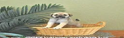 Mixed Breed dogs for sale: Candy - Ad 4