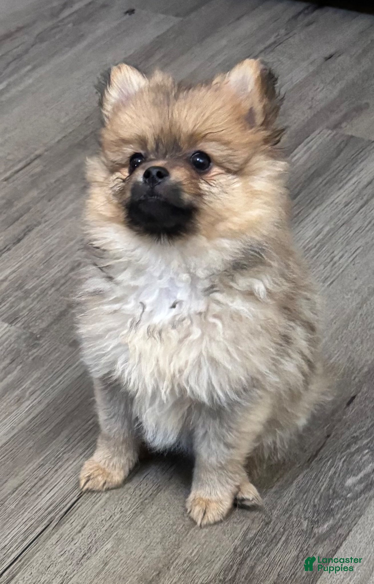 Pomeranian dogs Pomeranian Puppy 2 - Ad 18
