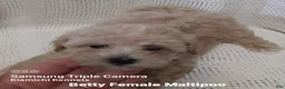 Maltipoo dogs for sale: Betty Boop  - Ad 4