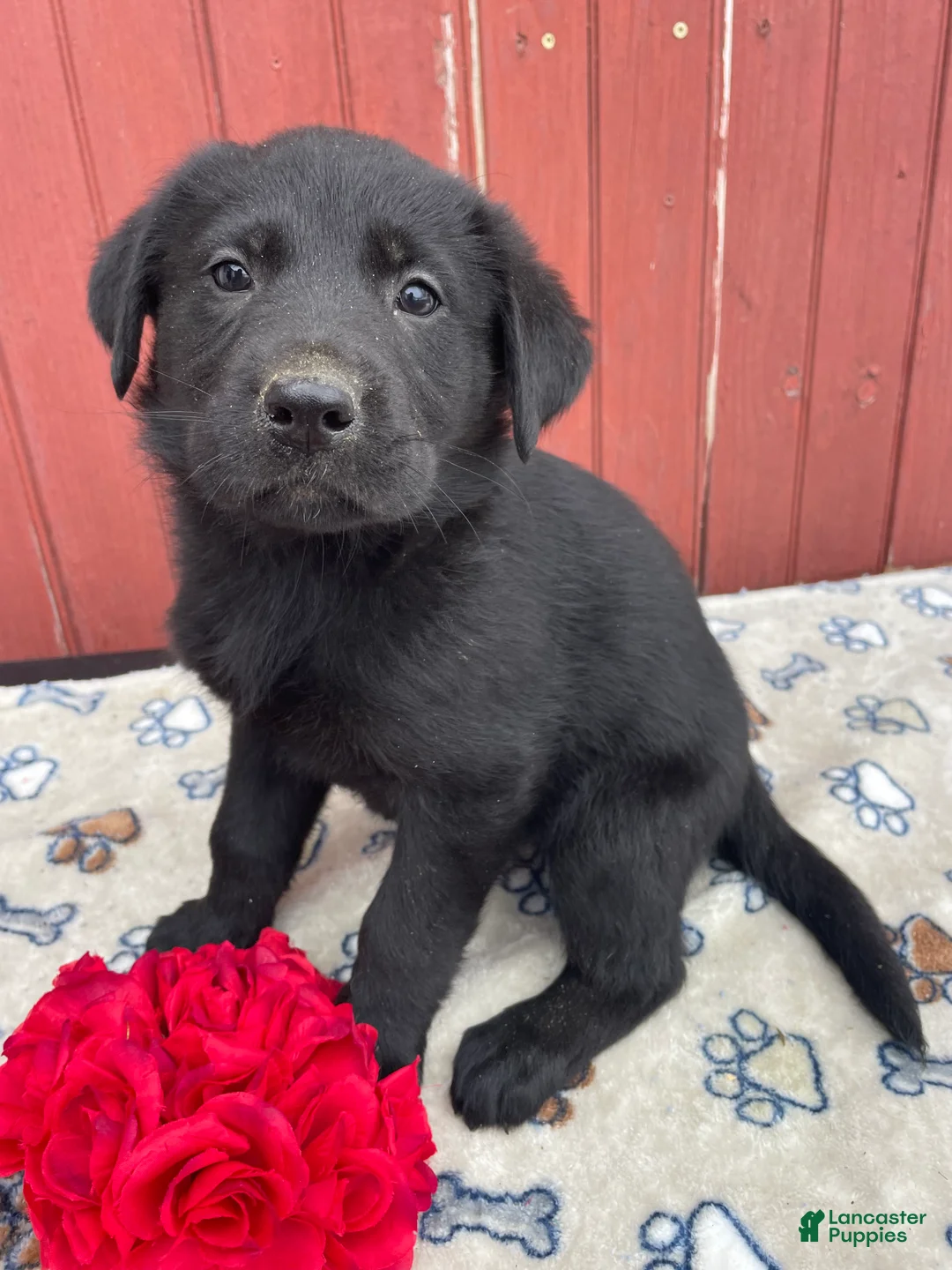 Sheprador dogs for sale: Millie - Ad 1