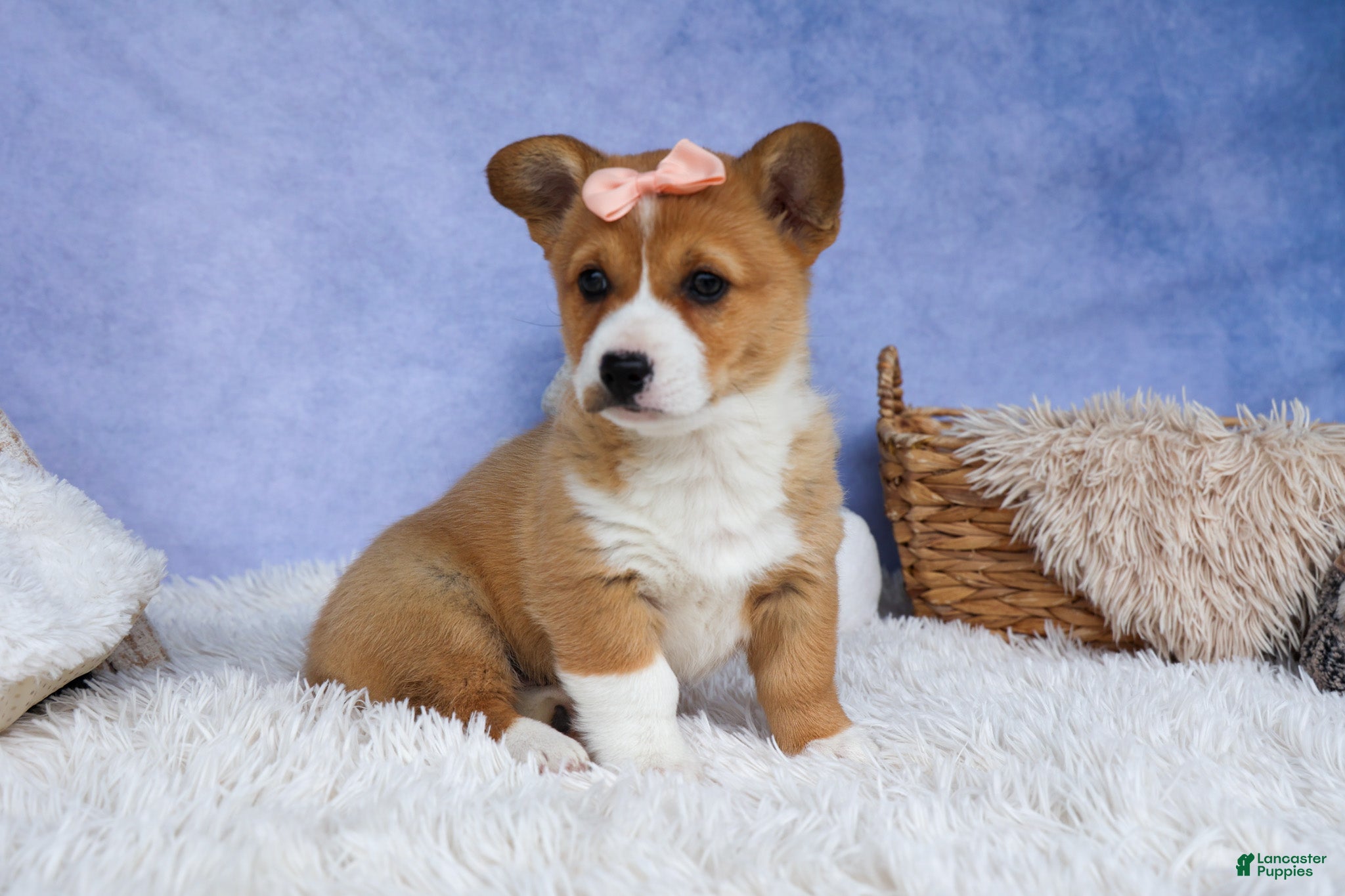 Welsh Corgi Pembroke dogs 🐾 MEET WINNIE LOU 🐶❤️ - Ad 1