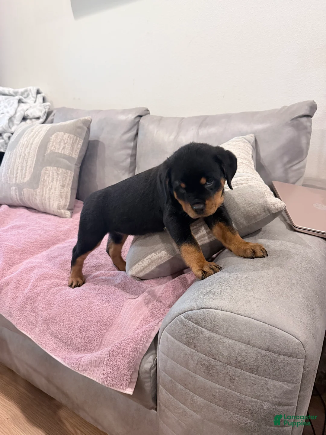 Rottweiler dogs for sale: Rottweiler Puppy 4 - Ad 1