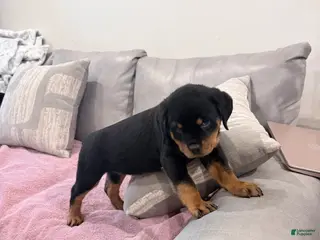 Rottweiler dogs for sale: Rottweiler Puppy 4 - Ad 1