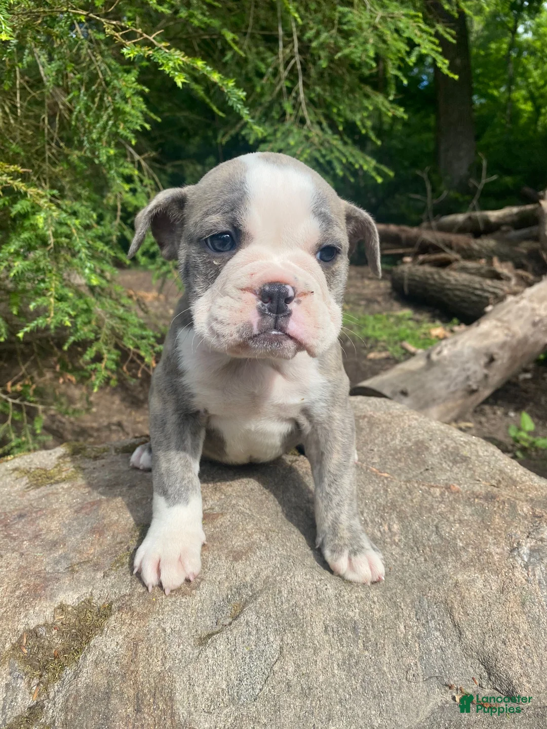 Mixed Breed dogs for sale: Betty - Ad 11