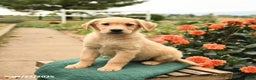 Golden Retriever dogs for sale: Peaches - Ad 4