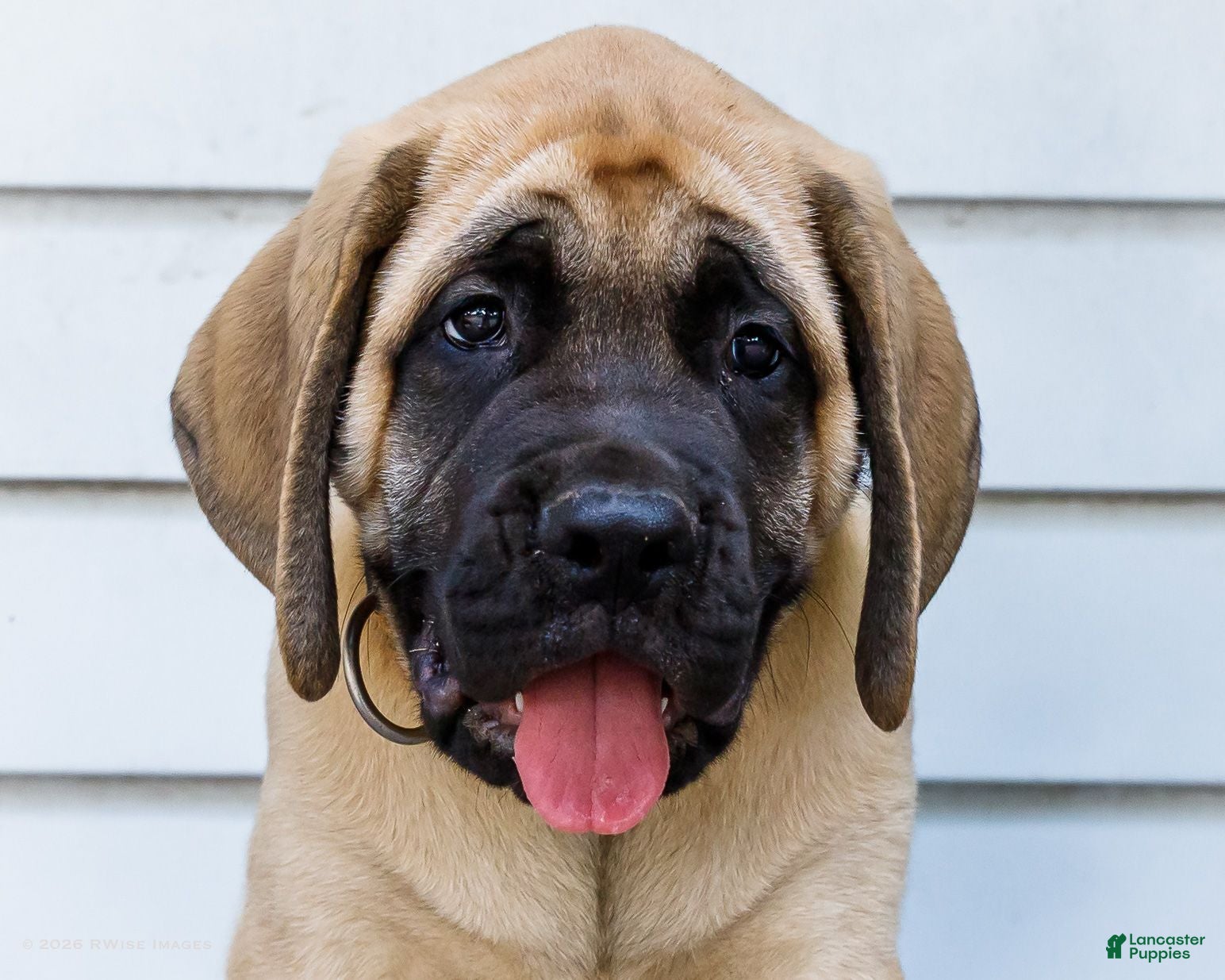 English Mastiff dogs Marco - Ad 2