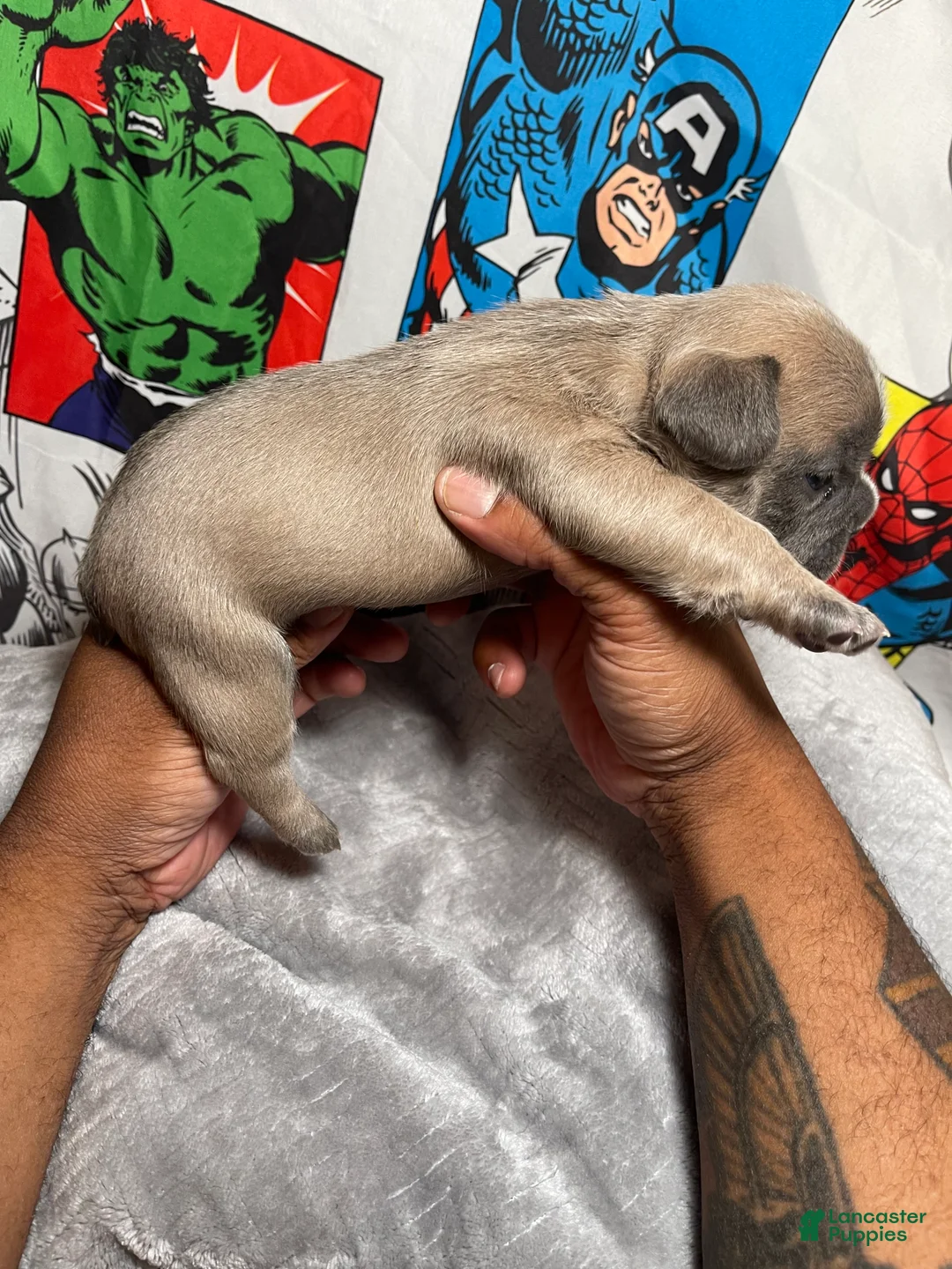 French Bulldog dogs for sale: Hero  - Ad 2