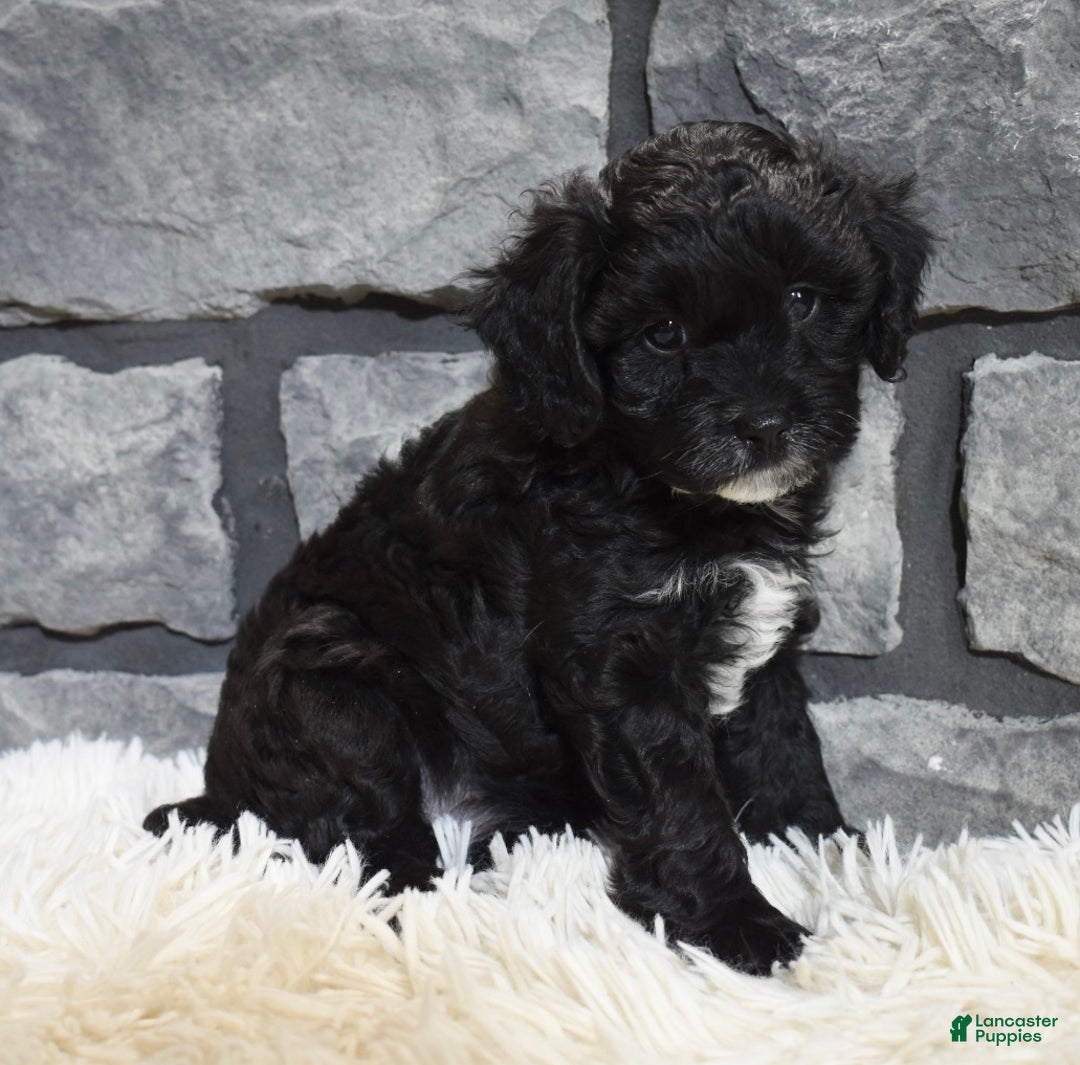 Cavapoo dogs for sale: Stella  - Ad 4