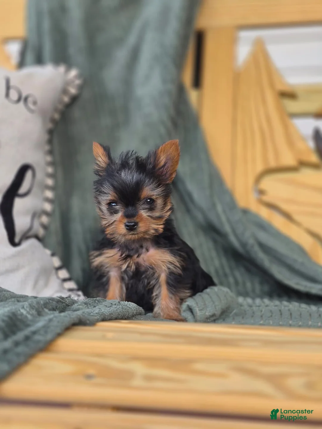 Yorkshire Terrier dogs for sale: Yorkshire Terrier 2 - Ad 1