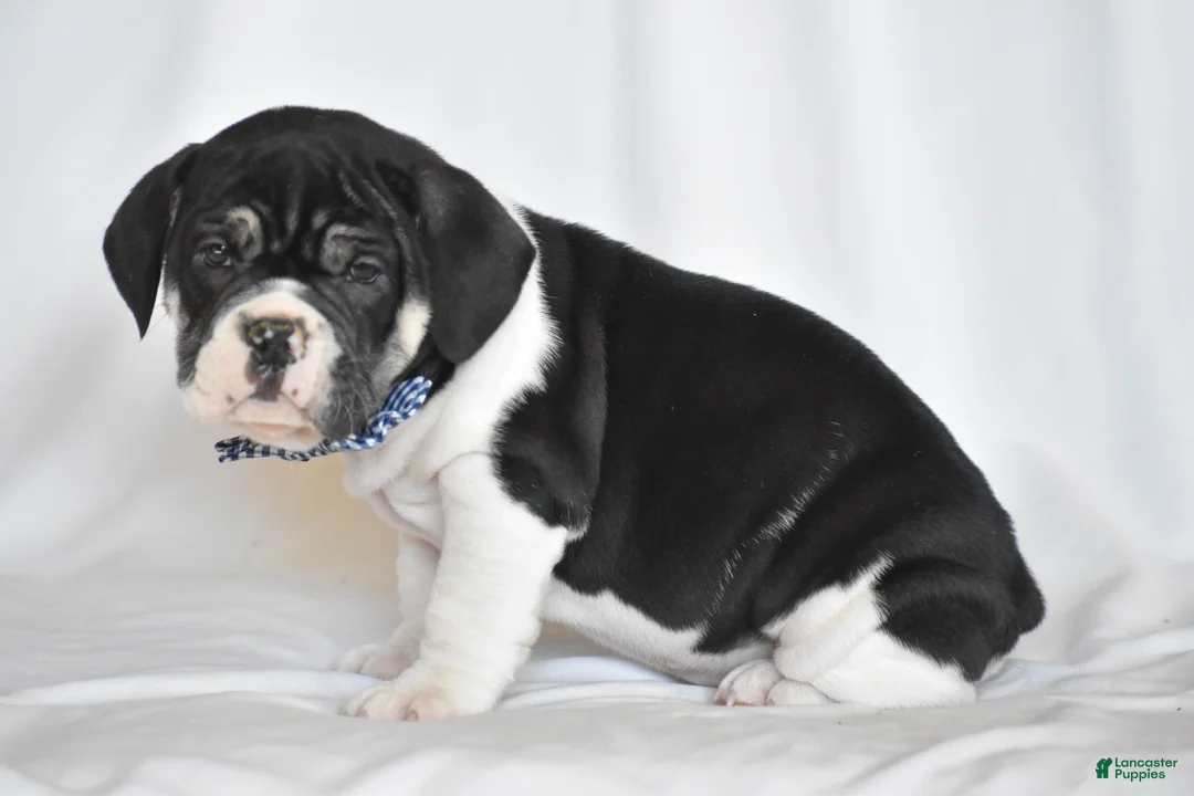 Beabull dogs for sale: Jasemine - Ad 8