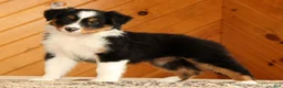 Australian Shepherd dogs for sale: Brittany - Ad 4