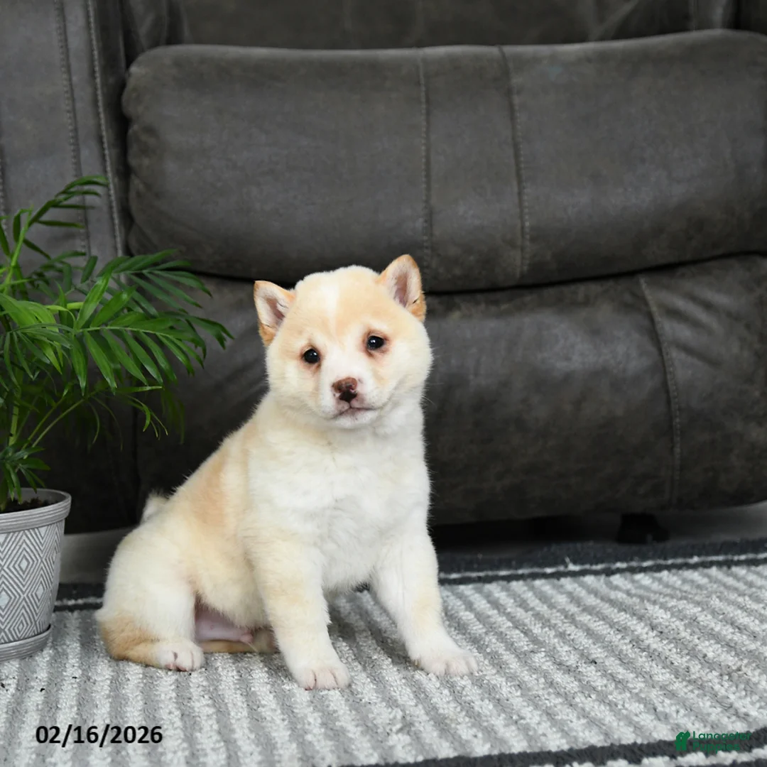 Shiba Inu dogs for sale: Biscuit - Ad 1