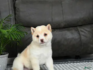 Shiba Inu dogs for sale: Biscuit - Ad 1