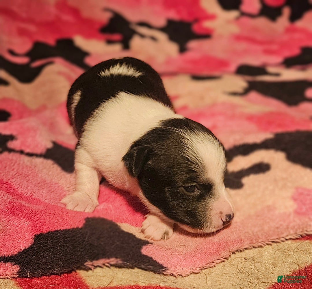 Chihuahua dogs for sale: Diane - Ad 4