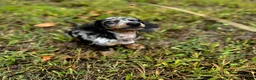 Miniature Dachshund dogs for stud: Norman’s litter - Ad 14
