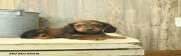 Miniature Dachshund dogs for sale: Rex - Ad 2