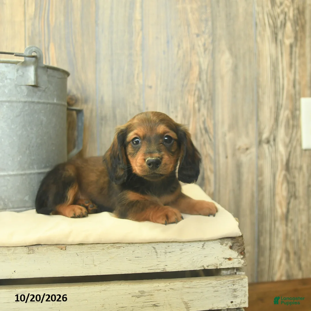 Miniature Dachshund dogs for sale: Rex - Ad 2