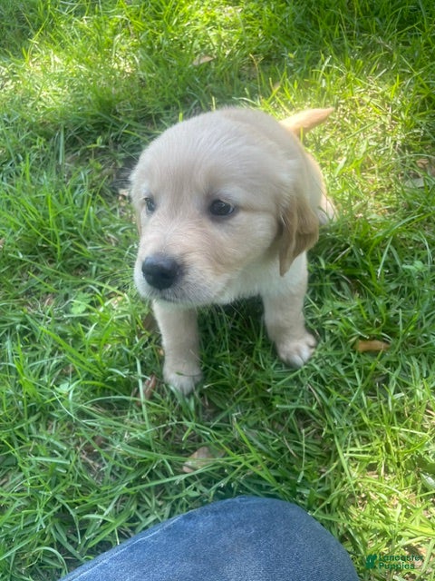 Golden Retriever dogs Pink collar girl - Ad 1