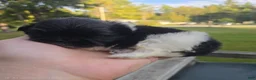Pekingese dogs for sale: Deja Vu - Ad 6