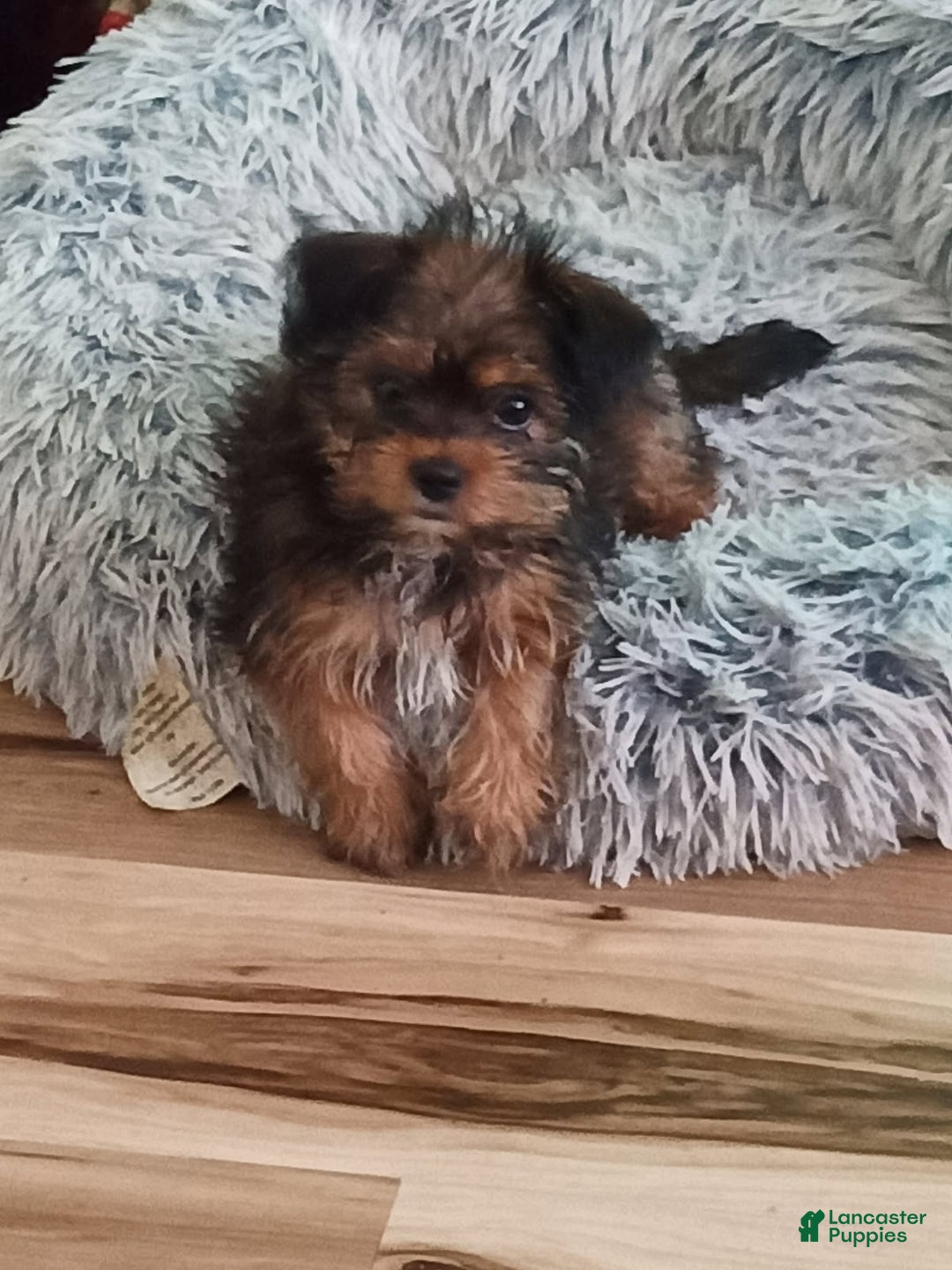 Shorkie dogs for sale: Cheesecake - Ad 6