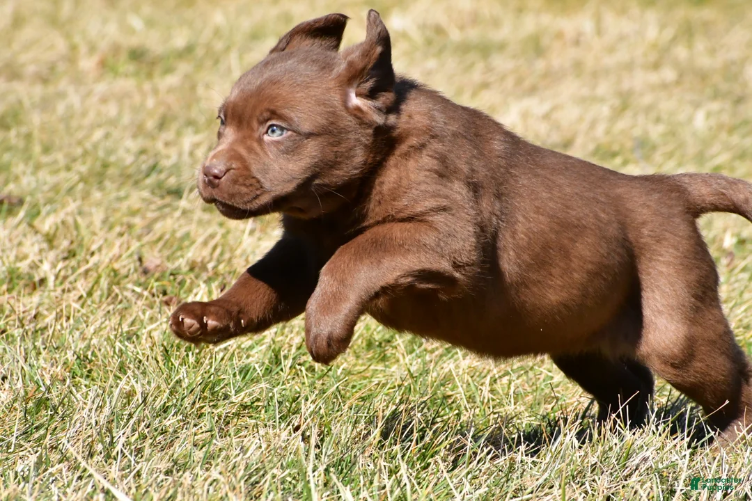 Labrador Retriever dogs for sale: Jessa - Ad 9